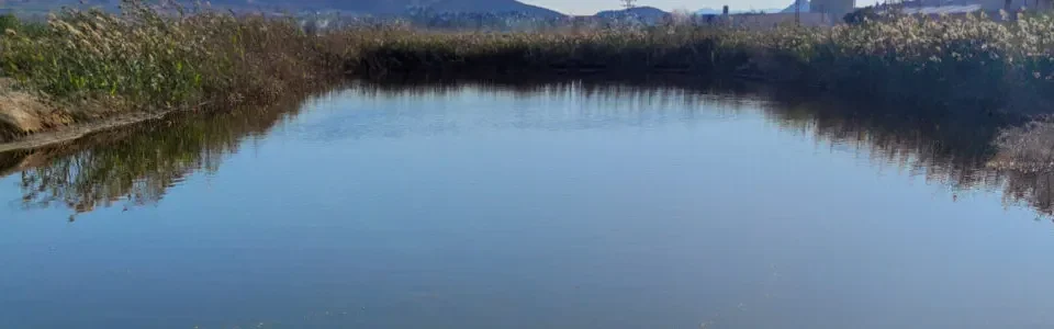 Por que es importante el tratamiento de purines de cerdo